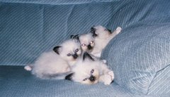 Baby Cats