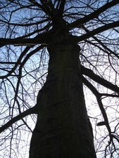 Giant Tree in Gordon Park