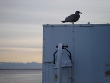 Seagull on BC Ferries