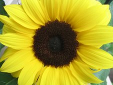 Mom's Sunflower