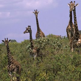 Giraffes in one of the Tanzanian National Parks