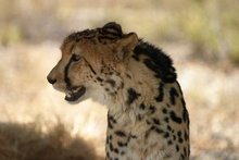 King Cheetah
