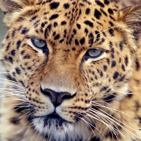 The Beautiful and Critically Endangered Amur Leopard