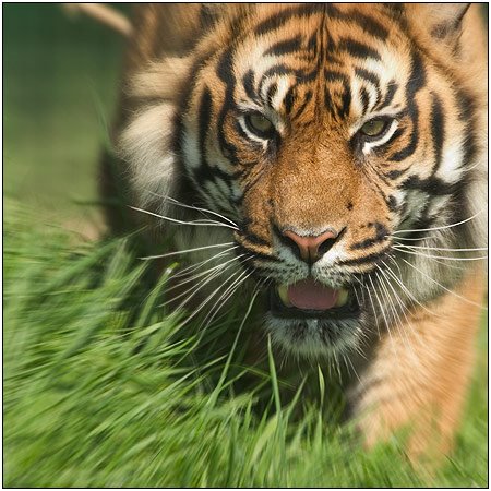 The rare Sumatran Tiger