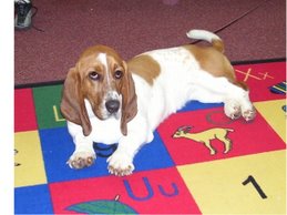 Lucy-Our Classroom Dog