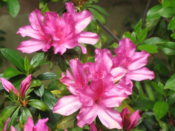 Blooms