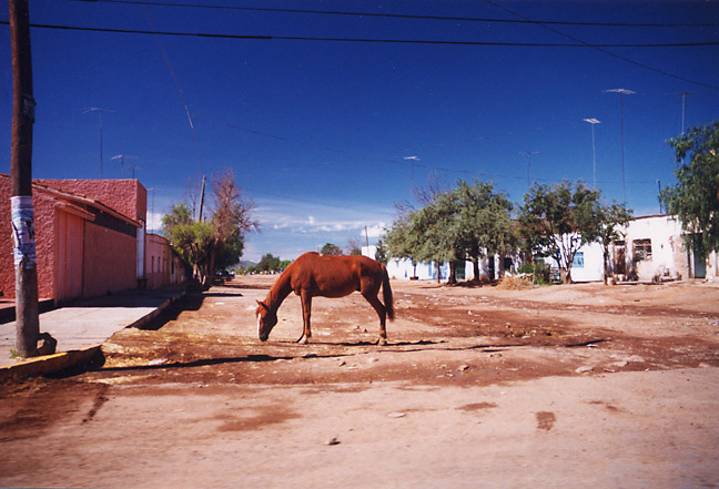 horse on empty street