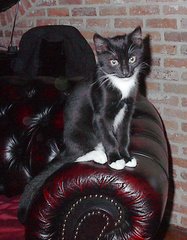 Felix