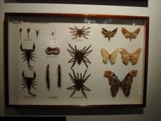 Sentosa-Butterfly Park and Insect Kingdom