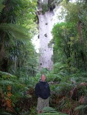 Waipoui Forest