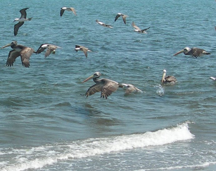 Paracas Bay