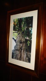 Cypress Tree Photograph