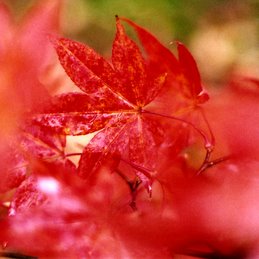 Red Leaves 3