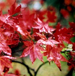 Red Leaves 1
