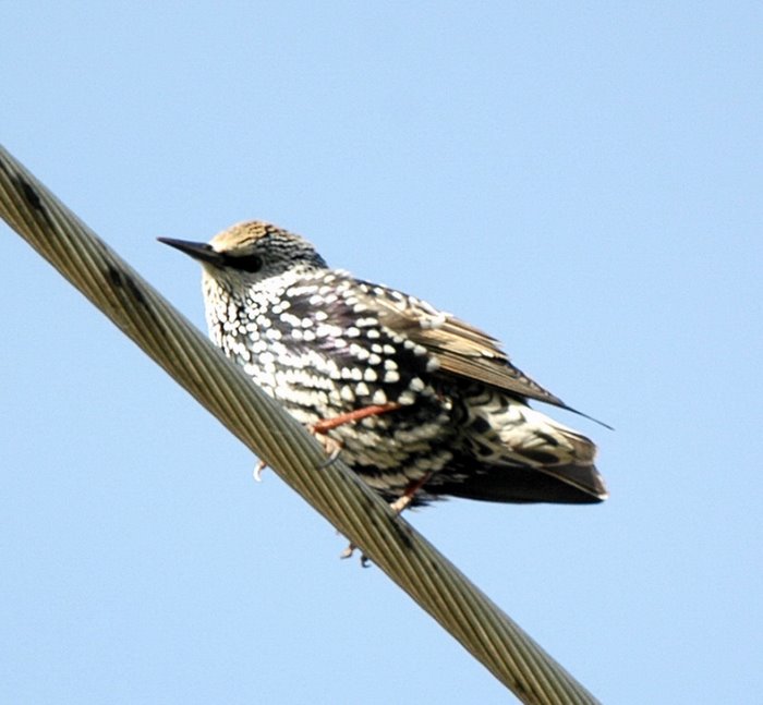 Common starling   Ψαρονι