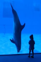 Sophie and the dolphin