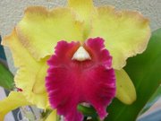 Orquídea Cateleya