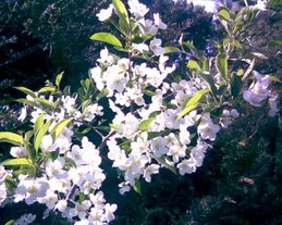 Nyudsprunget blomst i maj fra egen lille have