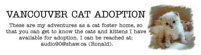 Vancouver Cat Adoption