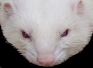 Bidibautxo