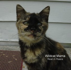 In memory of Wildcat Mama
