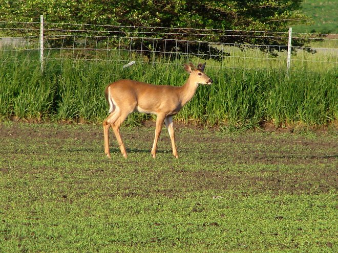 Deer in Bean Field