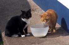 The Kittens