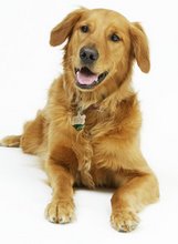 All About Dog Health Care