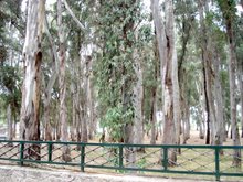 eucalyptus grove