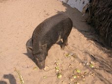 "Arnold" the Hog