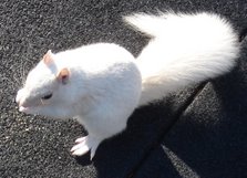 President and founder, White Squirrel