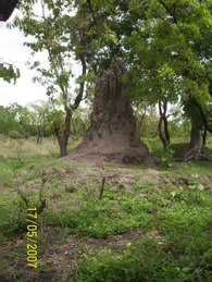 Another Anthill (taller than me)
