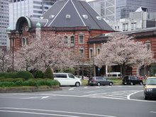 櫻
