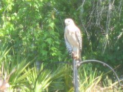 Red Shouldered Hawk waiting for us to feed him a squirrel