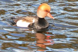Red Crested Duck