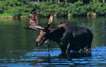 A Moose on Long Pond.