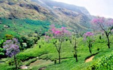munnar - agreat experience