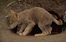 Coyote cub