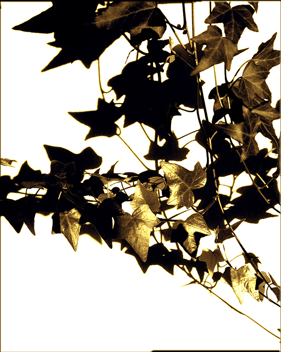 golden ivy - photo by joselito briones