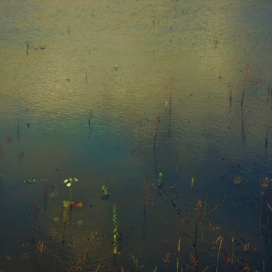 A puddle, Golden Pond, Erlangen, Germany - photo by Joselito Briones