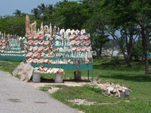 they sell sea shells along the road to the airport.