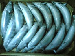 palamut balığı