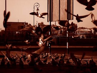 Pigeons at Connaught Place, New Delhi