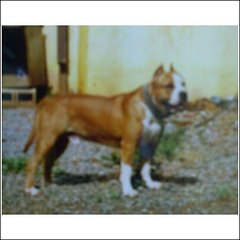 American Staffordshire Terrier for STUD.