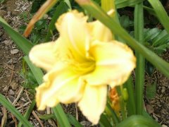 Riches Day Lilies