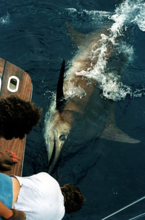 Marlin bleu 1400 lbs taggé & relâché (Açores)