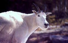 Gerald the Majestic Goat