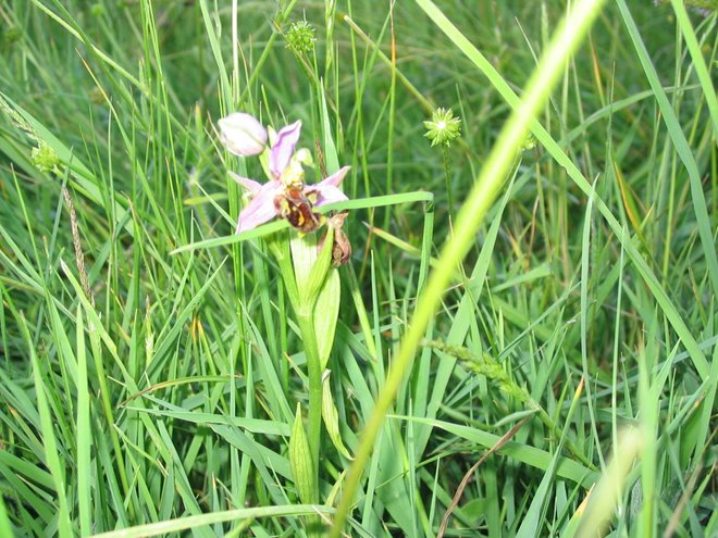 Bee Orchids found in Temple Ewell