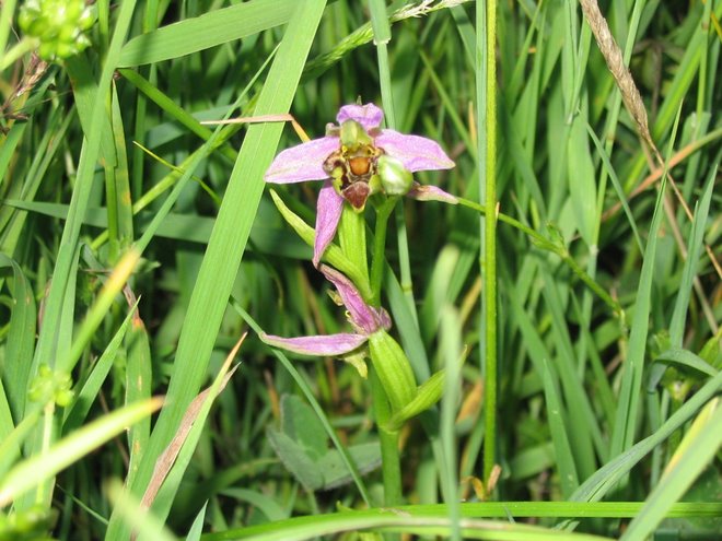Bee Orchids found in Temple Ewell