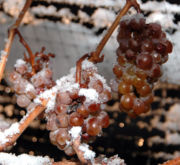 Frozen grapes ready to be crushed for ice wine [by courtesy Wikipedia Encyclopedia]